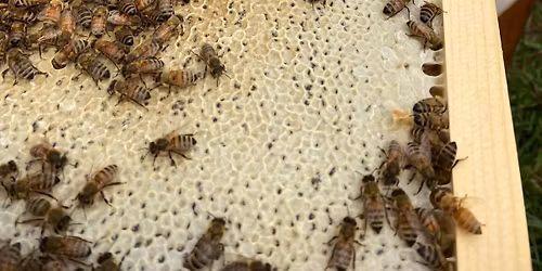 Beginning Beekeeping Class