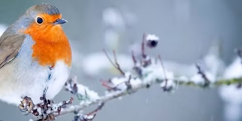 Wild Bunch gathering - December 2025