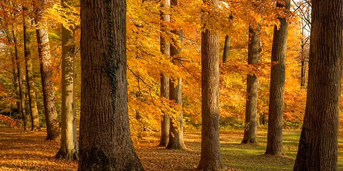 Director\u2019s Garden Walk: Late Fall Color in the Garden