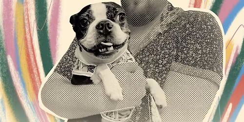 HTX Boston Terriers November  Meet-Up