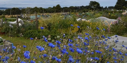 Introduction to Growing Your Own Food - Evening Course