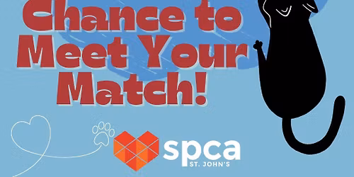 Kitten Adoption Event Round Two!! By SPCA St. John's hosted at Global Pet Foods!