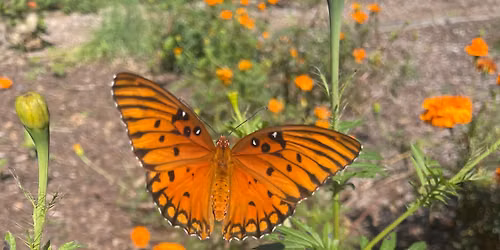 Creating a Backyard Butterfly Oasis CLASS
