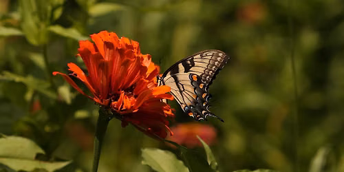 2026 Pollinator Party