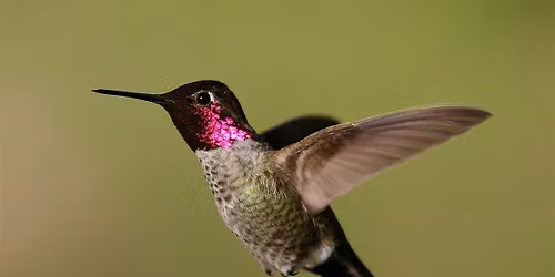 HUMMINGBIRDS: MASTERS OF THE AIR