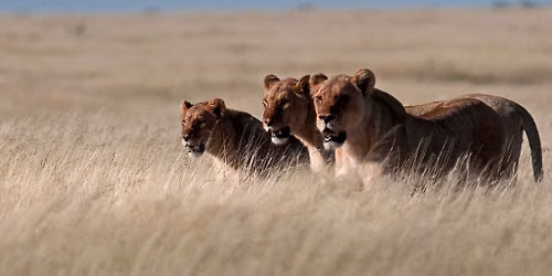 Wildlife of the World Photography Exhibition