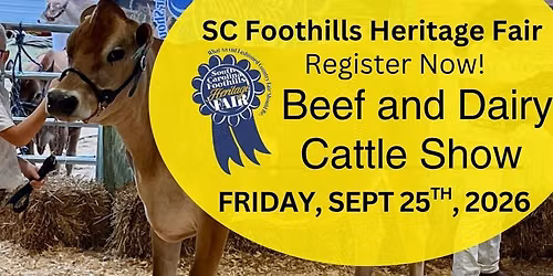 Beef and Dairy Cattle Shows