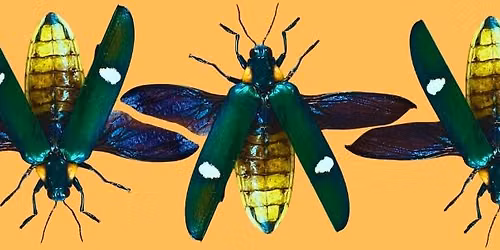 Metallic Beetle Pinning Workshop