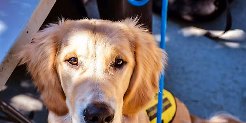 2026 Clemson Puppies With a Purpose Fun Run!