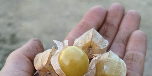 Ground Cherry and Garlic Festival