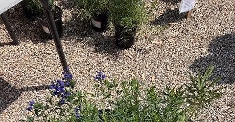 Perennial Plant Sale