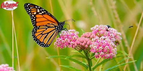 How To Start A Pollinator Garden Seminar