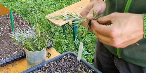 Das kleine 1x1 der Pflanzenvermehrung - Workshop