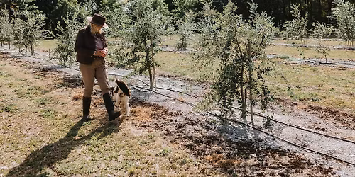 Truffle Hunt | Black Truffle Experience at Ashridge Truffle Farm
