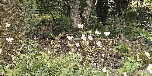 Tr\u00e4dg\u00e5rden mitt i skogen