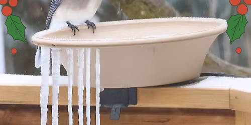 Christmas Bird Count for Kids