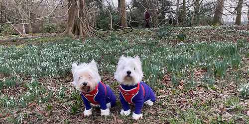 33rd Annual York Westie Walk