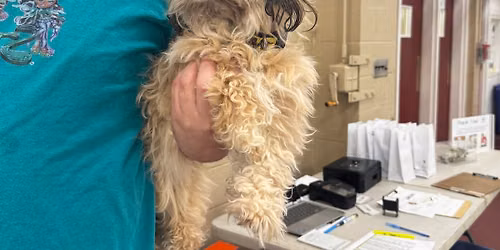Low Cost Veterinary Wellness Clinic