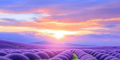 Lavender field \ud83d\udc9c infused! yoga nidra and somatic class