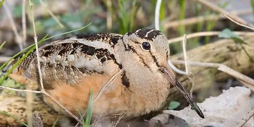 Woodcocks at Cooper Farm
