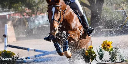 DSH JUMPER SHOW AND DERBY