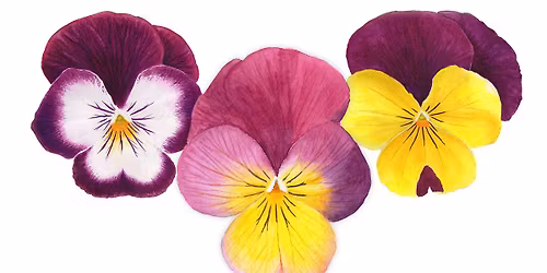 Pansies - Watercolour workshop - Colchester, Sat 10am