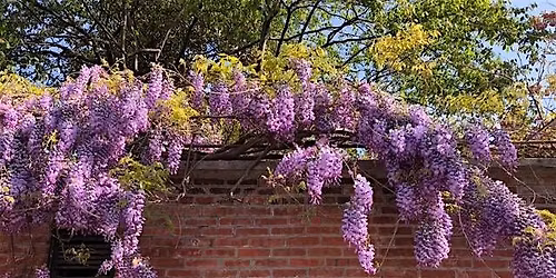 Hill-Physick House Spring Plant Sale Kick Off Party