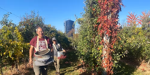 Farm to Food Pantry Apple Gleaning