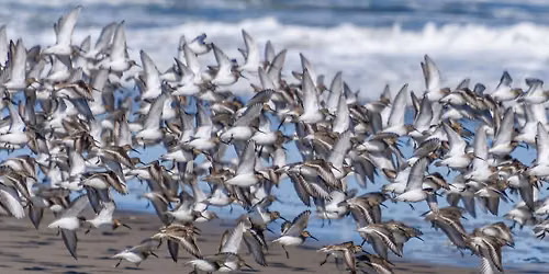Naturalist 101: Little Tybee Fall Migration Boat Trip with Manomet