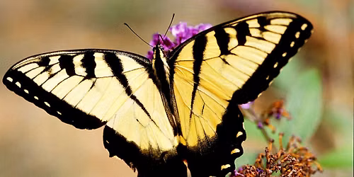 Stanley\u2019s Tenth Annual Butterfly Festival 