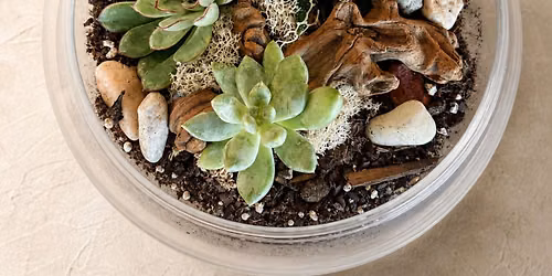 Fall Plant & Sip: Succulent Terrarium Workshop