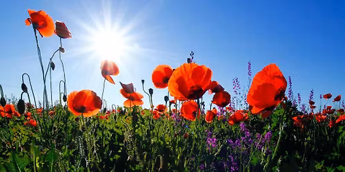 Come & Sing for Remembrance