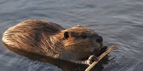 Ecosystem Engineers - Beaver Paddle Trip