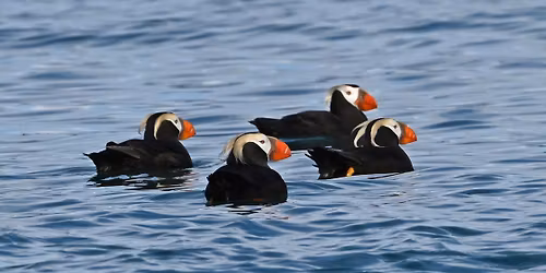 PUFFIN CRUISE TO SMITH & JAMES ISLANDS FROM ANACORTES