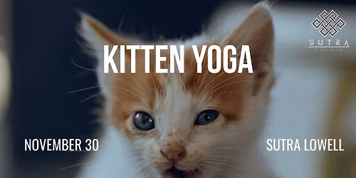 Kitten Yoga | SUTRA Lowell