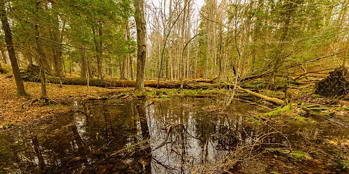 Disappearing Ponds of the Forest