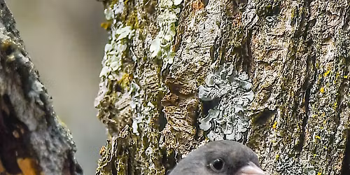 Central Loudoun Christmas Bird Count