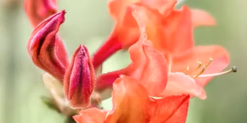 A Garden\u2019s Story: Mindful Photography