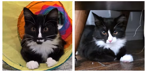 PetSmart Meridian Adoption Event