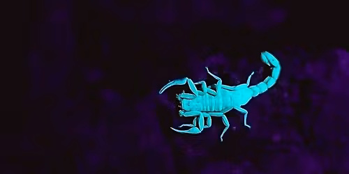 Night Crawlers