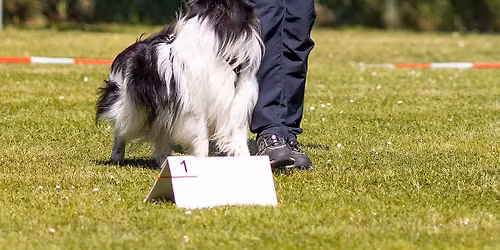 Kreisgruppentraining der KG 3 Rally Obedience 