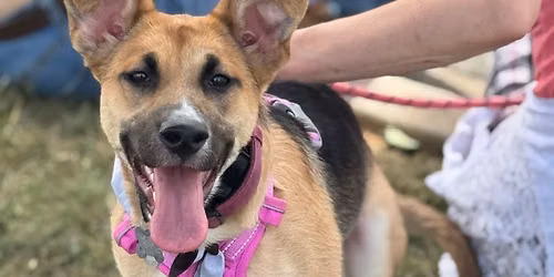 Bark in the Park \u26be\ufe0f\ud83d\udc3e