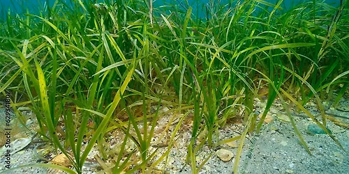 Junior Ecologists (ages 6-9): Estuary Plants