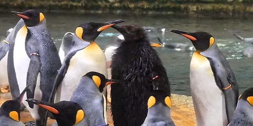 Thementag - Pinguine