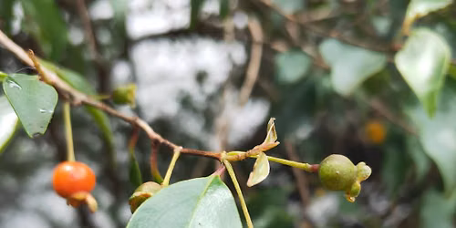 Growing Native Edible Plants