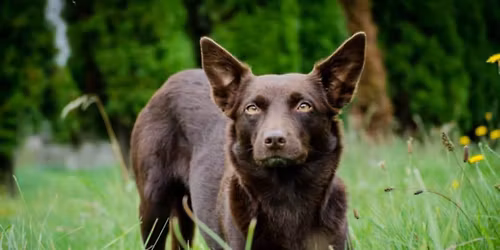 M\u00e1jov\u00e1 v\u00edkendovka dogdancingu