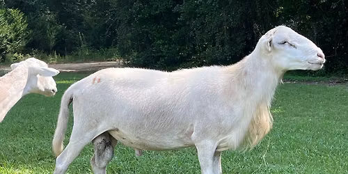 Registered Livestock Auction/Merchandise Auction