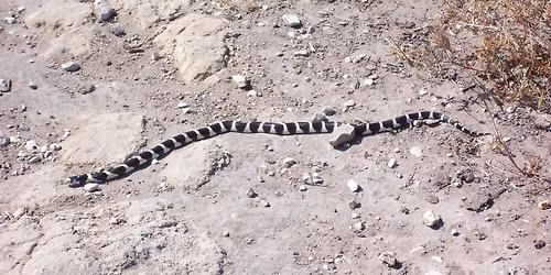 Reptile Walk and Talk