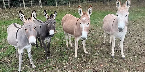 Living Nativity 2025