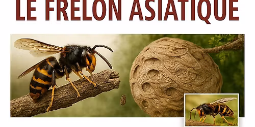 R\u00e9union d\u2019information sur le frelon asiatique